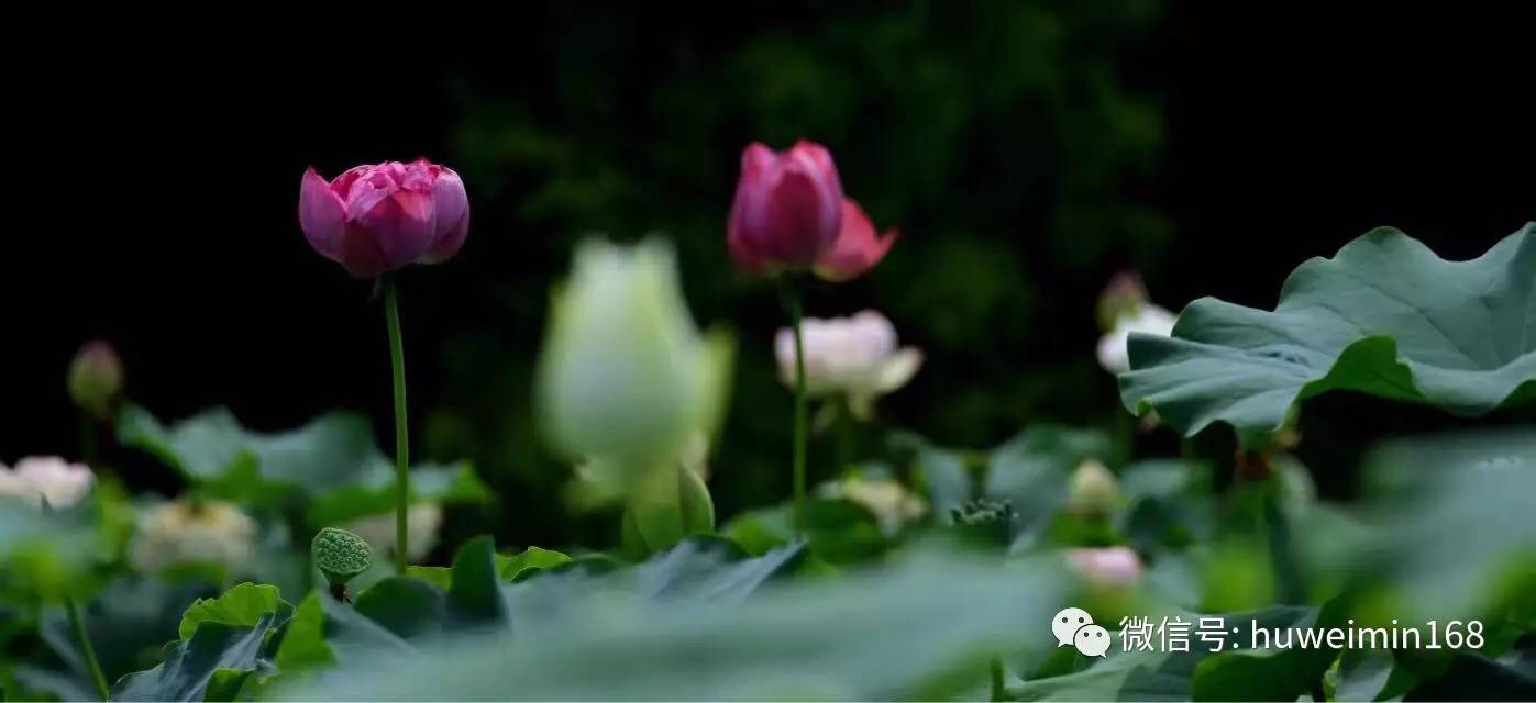 胡卫民医生讲座,胡卫民医生抗癌