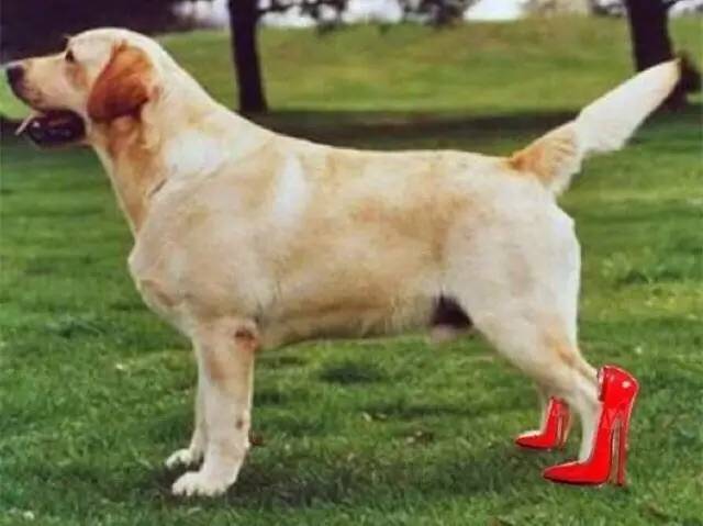 日本顶级黑科技高跟鞋,日本最高的高跟鞋