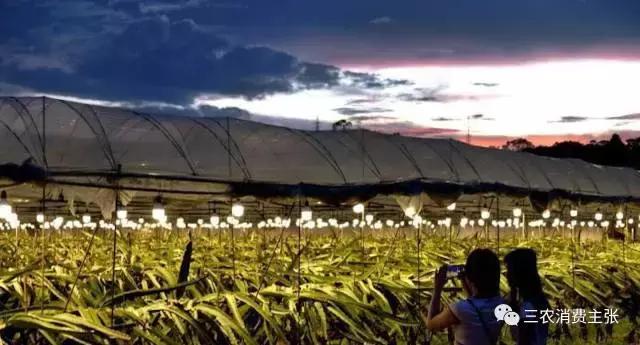 鍐滄潙鐏緳鏋滅伅鍏夌,鐏緳鏋滃熀鍦板闂翠笂婕旂伅鍏夌