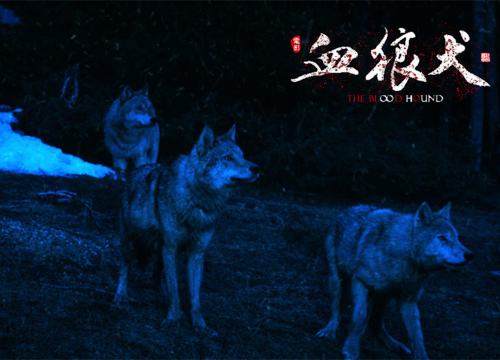 血狼犬战争片,血狼犬大战狼群电影