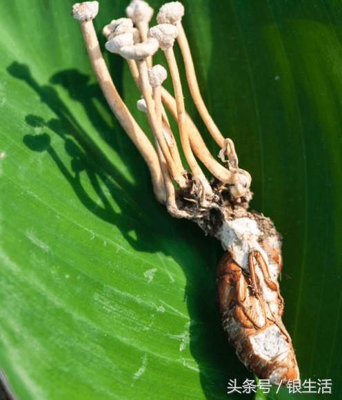 农村土长的冬虫夏草,野菜冬虫夏草有用吗