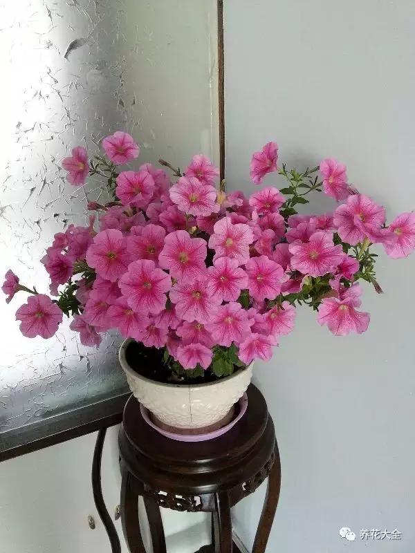 夏季发财树一般多少天浇水一次 (夏季多肉晴天浇水还是雨天浇水)