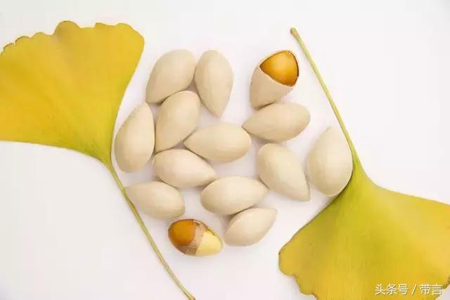 美梅的梦想｜世界最古老植物的馈赠——泰兴银杏