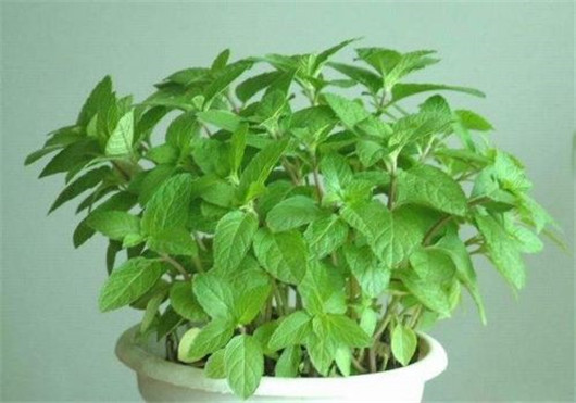 薄荷叶有驱蚊虫功效么,干薄荷叶可以驱蚊虫吗