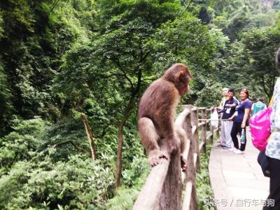 三大家一起游峨眉山,23岁女生独游峨眉山失联