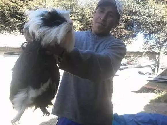 秘鲁巨型豚鼠介绍,秘鲁巨型豚鼠好养吗