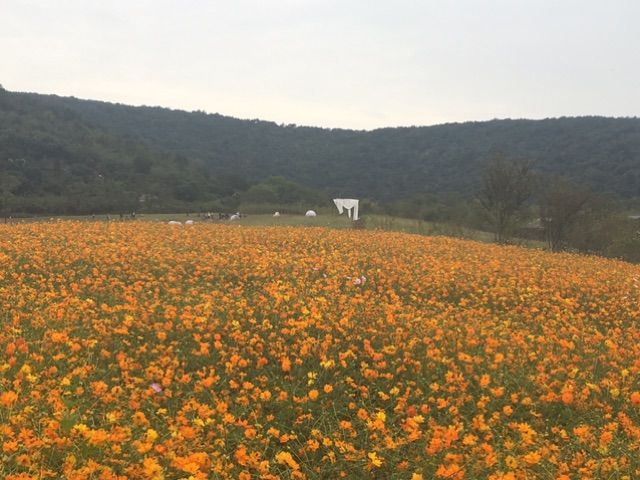 拈花湾的美景句子,拈花湾的景色