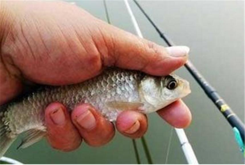 高手总结的钓鱼技巧学到了,教你钓鱼高手的秘籍