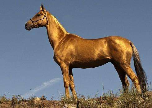 汗血宝马明显流汗,汗血宝马跑的时候流血吗