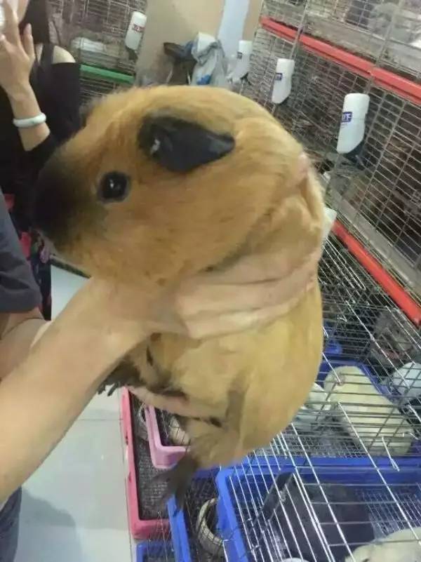 秘鲁豚鼠纪录片,豚鼠秘鲁荷兰猪