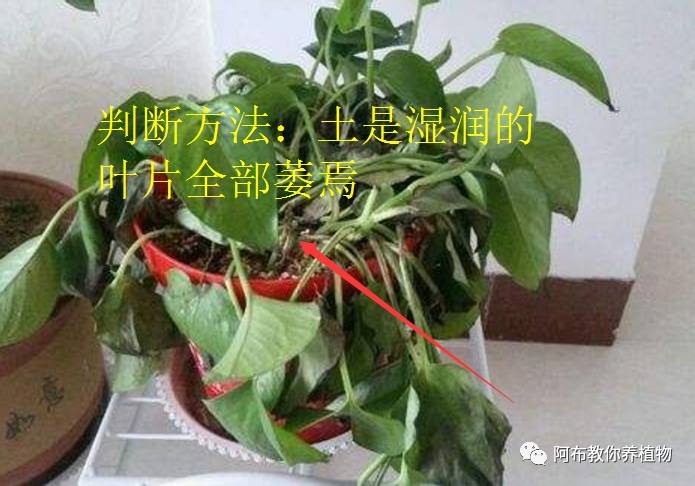 绿萝植物养护,绿萝植物养护知识