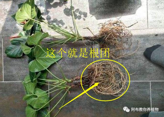 绿萝植物养护,绿萝植物养护知识