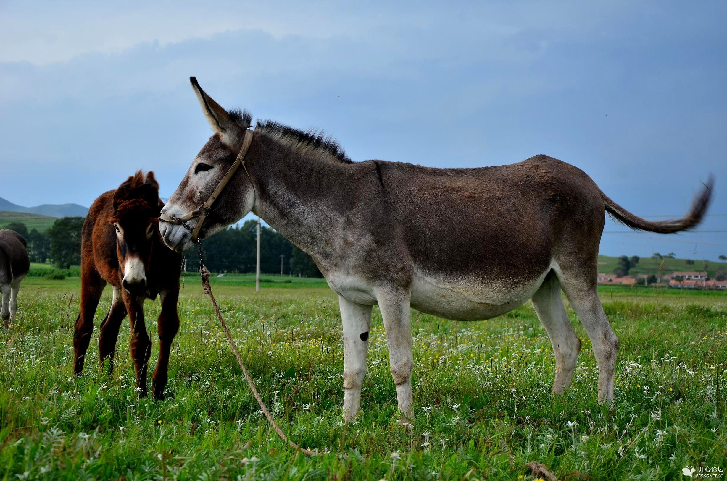 投资养鹿要多少钱,投资5万养驴真实感受