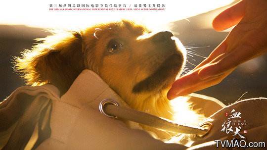 血狼犬战争片,血狼犬大战狼群电影