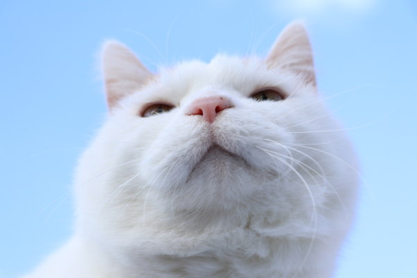 你也养猫也养狗是什么体验,养猫是一种什么体验