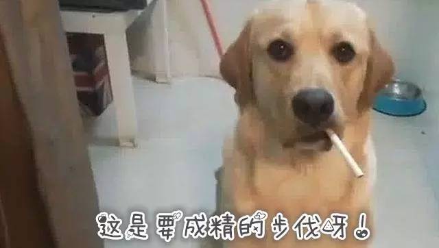 秘鲁豚鼠纪录片,豚鼠秘鲁荷兰猪