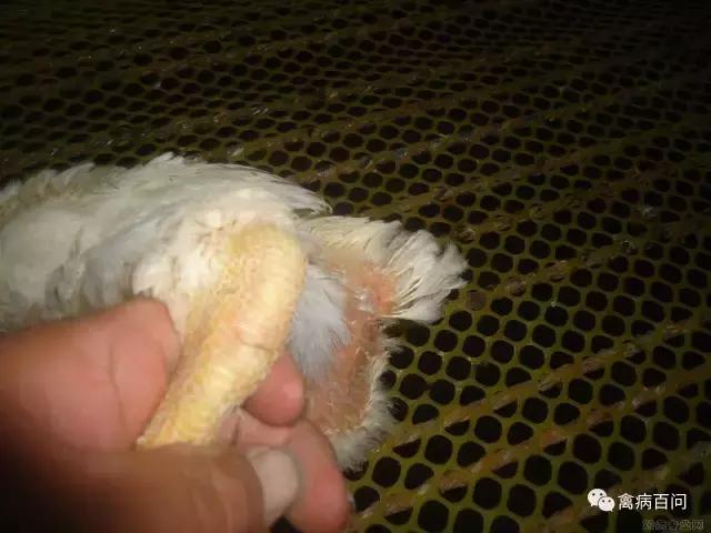 鸡吃喝正常突然腿瘸,鸡从高处蹦下来腿瘸了怎么办