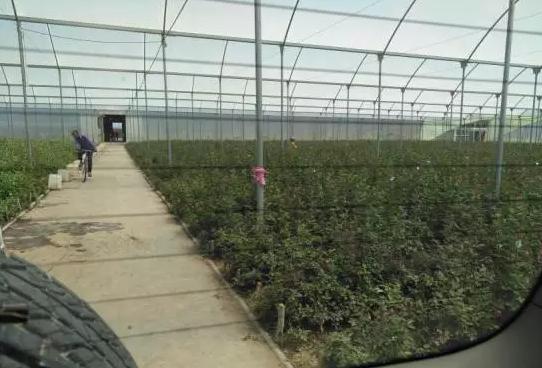世界最大的玫瑰基地,世界最大玫瑰种植园