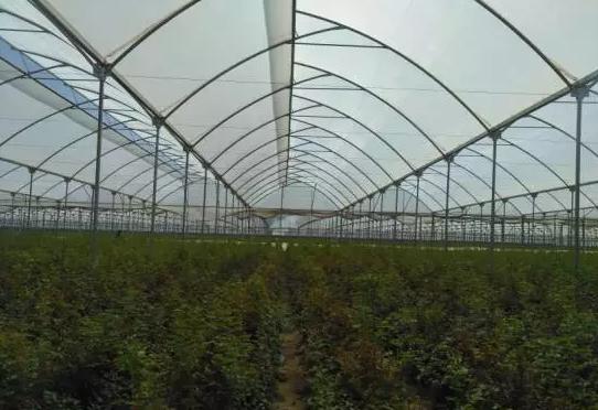 世界最大的玫瑰基地,世界最大玫瑰种植园