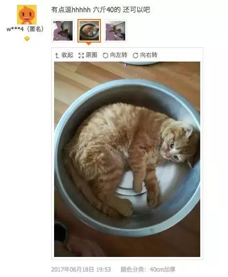 铝盆和鸡窝卖断货了，看猫咪用品创业商机