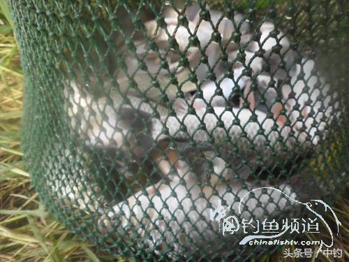 闷热缺氧鱼上浮不开口怎么钓,闷热鱼难钓为什么午时鱼难钓