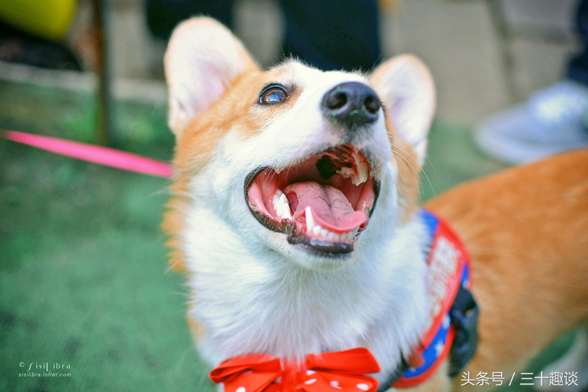 柯基犬怎么喂养吃什么狗粮最好,柯基犬应该狗笼喂养还是散养