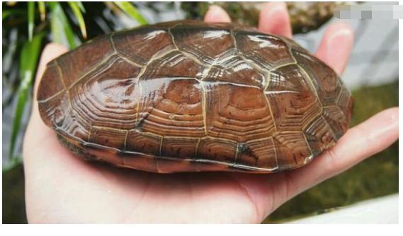 中华草龟与台湾草龟,中华草龟跟草龟有什么区别图