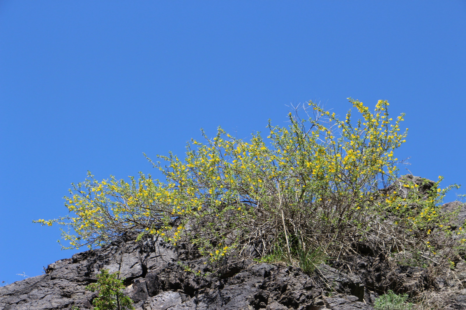 乌鲁木齐石人沟民俗,乌鲁木齐风情