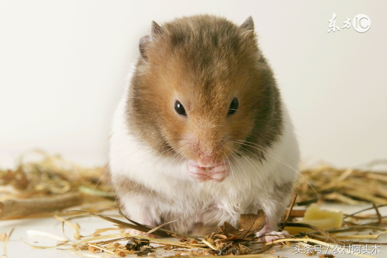 仓鼠能吃和不能吃的食物及图片,仓鼠能吃和不能吃的食物表