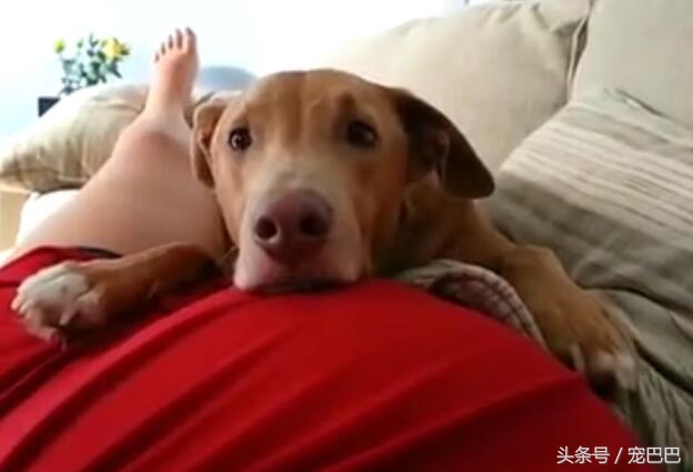 狗狗怀孕主人踢肚子,狗狗踢孕妇的肚子