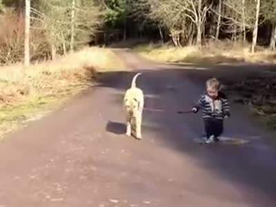 狗狗春季防生病小妙招,天气热如何预防狗狗生病