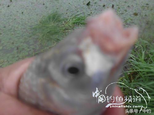 闷热缺氧鱼上浮不开口怎么钓,闷热鱼难钓为什么午时鱼难钓