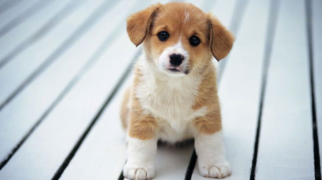 属狗人几月出生最有福运,属狗人出生每一月的解析