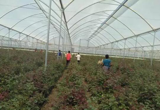 全国最大的玫瑰花基地,世界最著名玫瑰基地