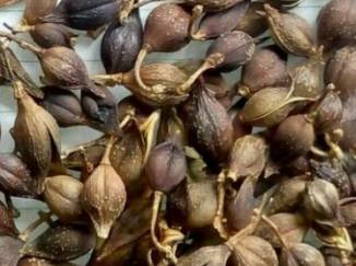 中药连翘的用途,中药知识必学牡蛎