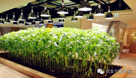 浜笢鐢熼矞鏃犲湡鏍藉煿,鏃犲湡鏍藉煿钄彍浜笢鐢熼矞