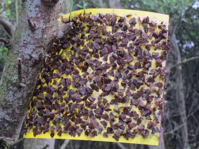 小跳虫长什么样,小跳虫是什么虫子