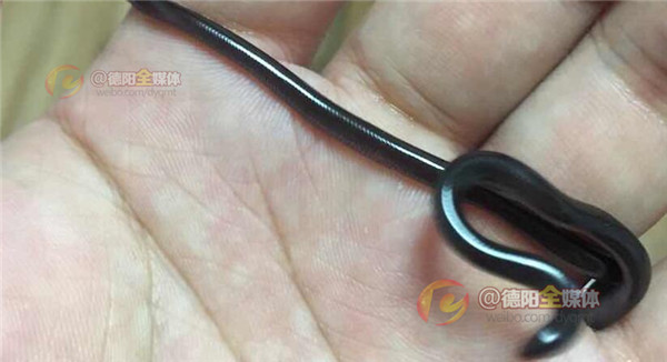 世界上最大的蛇被放生,四川德阳发现蛇