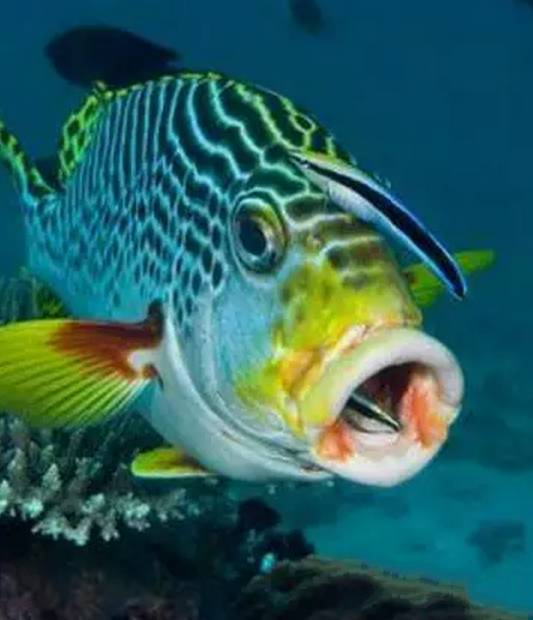 水质好的白点病自愈方法,白点病和水质有关吗