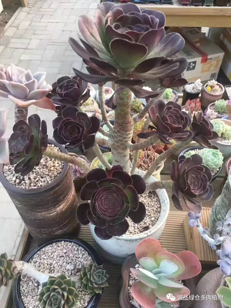 秀妍肉肉倒盆后的变化,多肉大棚展示图