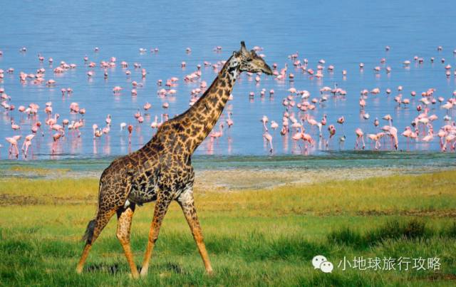 可能是最全的，肯尼亚坦桑尼亚动物百科。小地球耗时一周整理！