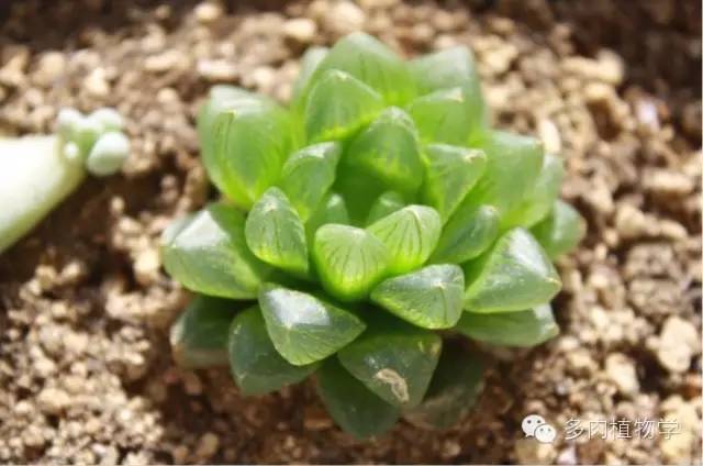 最具升值价值的多肉,半阴半阳的多肉有哪些