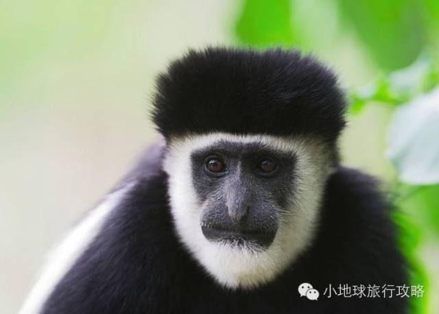 可能是最全的,肯尼亚坦桑尼亚动物百科。小地球耗时一周整理!