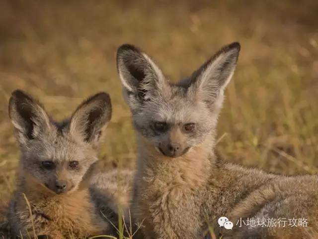 可能是最全的,肯尼亚坦桑尼亚动物百科。小地球耗时一周整理!