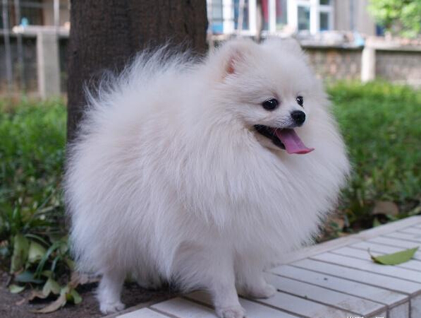 世界最小狗,让人感叹造物主的神奇