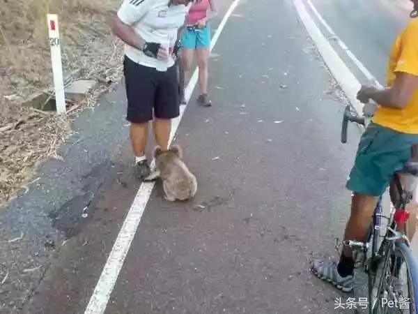 为讨到水考拉不要脸的为路人舔鞋，考拉你的自尊呢