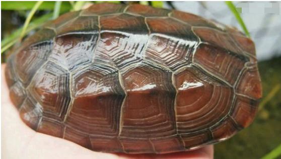 中华草龟与台湾草龟,中华草龟跟草龟有什么区别图