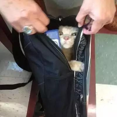 带猫出门被路人骂,带猫出去被骂的博主