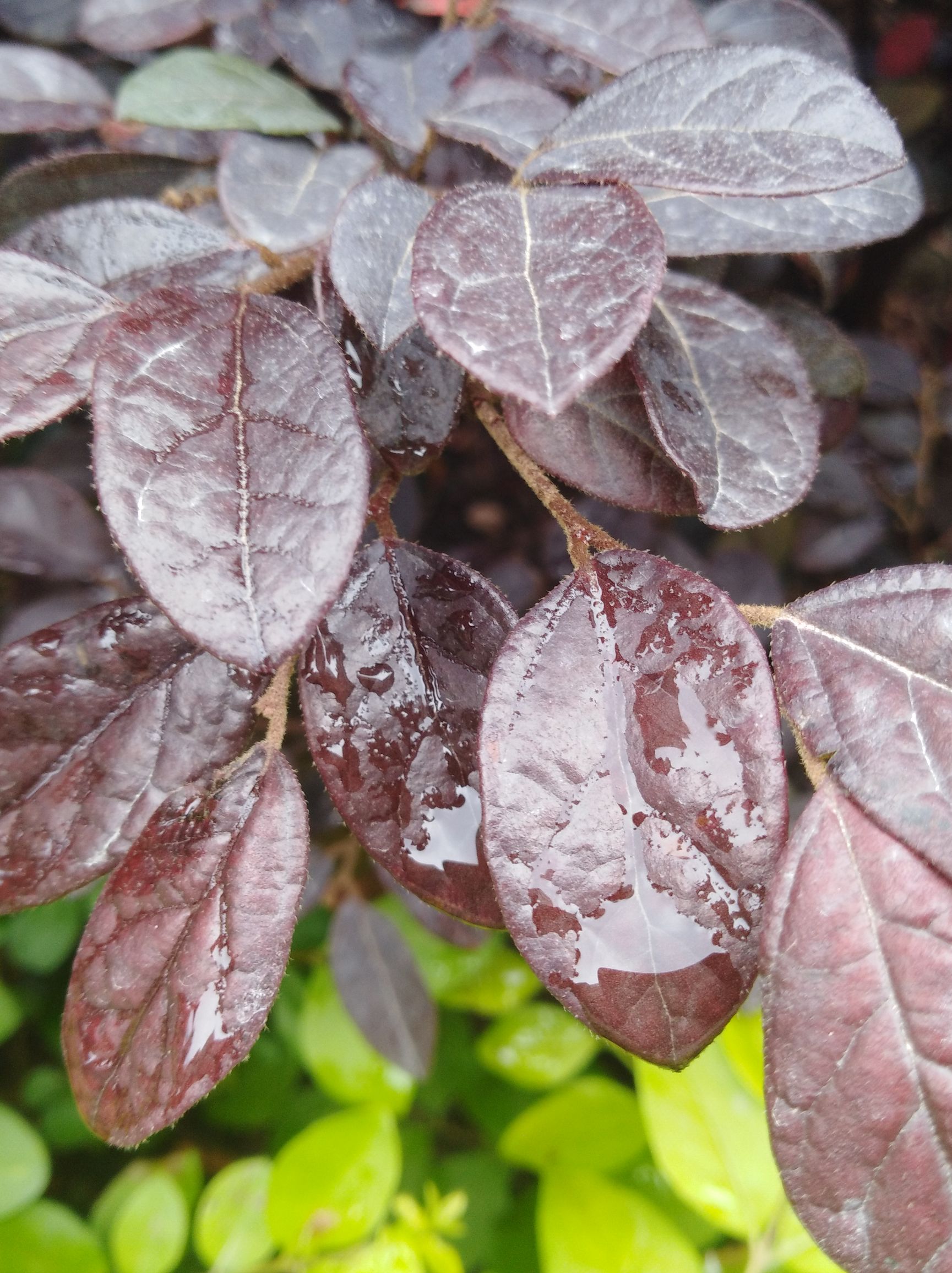 华为畅享7拍照像素,华为畅享7plus专业拍照