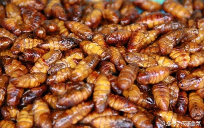 吐丝不结茧,吐司不拉丝